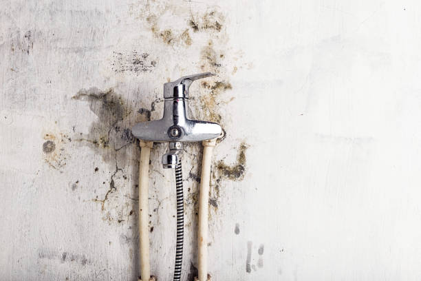 Best Residential Mold Remediation in Berlin, MD