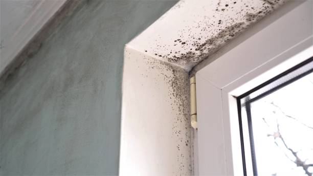 Professional Mold Remediation in Berlin, MD
