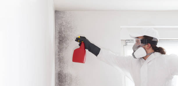 Best Post-Flood Mold Remediation in Berlin, MD