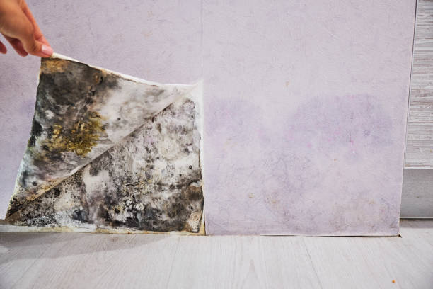 Best Black Mold Remediation in Berlin, MD